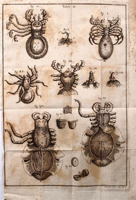 Scientific Illustration | Tarantula anatomy From: De tarantulae anatome et...