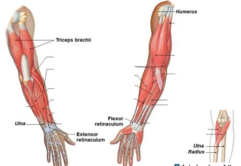 Muscles Of The Arm: Upper Arm The Forearm Diagram Quizlet | lupon.gov.ph