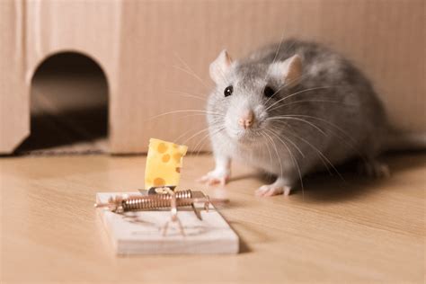 (VIDEO) What Do Rats Eat That is Perfect for Trapping Rodents?