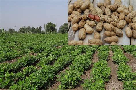 Groundnut Farming Project Report, Cost and Profit Details | Agri Farming