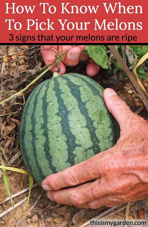 When To Pick Your Melons From The Garden | Watermelon plant, How to ...