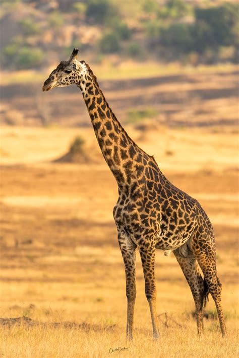 Northern Giraffe with Long Neck