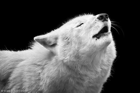 WOLF HOWLING | Wolf howling, Baby wolves, Animals