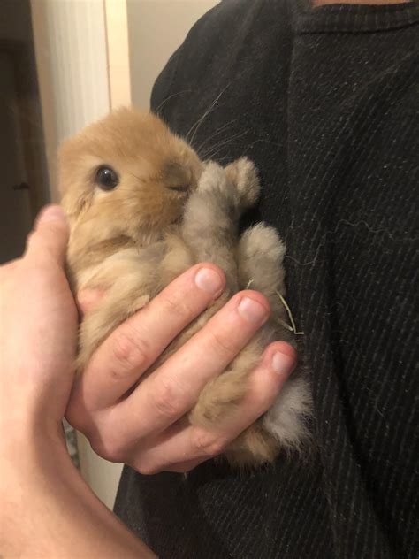 Meet our new mini lop bunny 🐰 : r/Rabbits