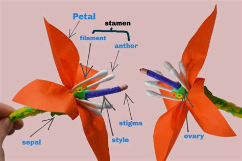 3D Flower Model - Plant Science