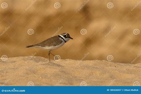 Little Ringed Plover in Habitat . Stock Image - Image of cuckoo ...