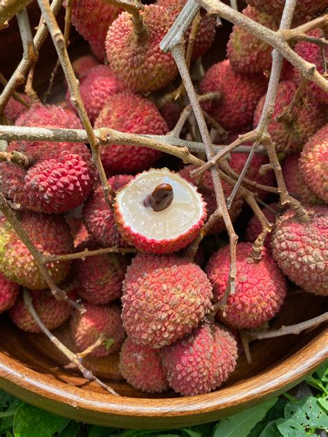 Lychee - Sweetheart Variety *Pre-Order for 2022* – Miami Fruit