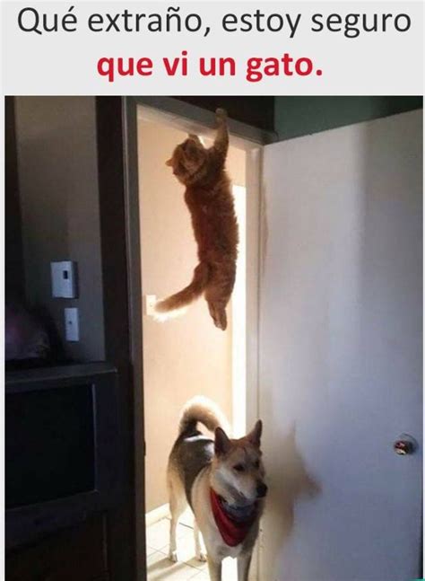 spidercat spider cat - Meme subido por Septimus :) Memedroid