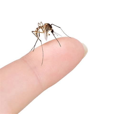 Mosquito Wings Stock Photos, Pictures & Royalty-Free Images - iStock