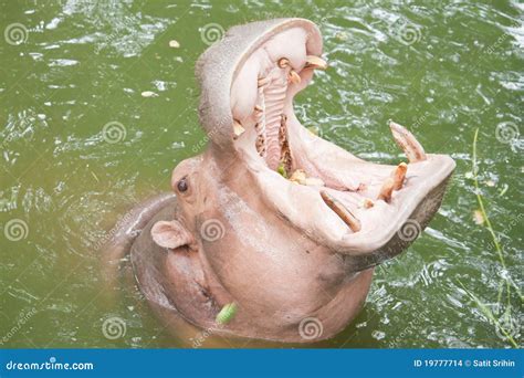 Hippopotamuses stock photo. Image of natural, head, body - 19777714