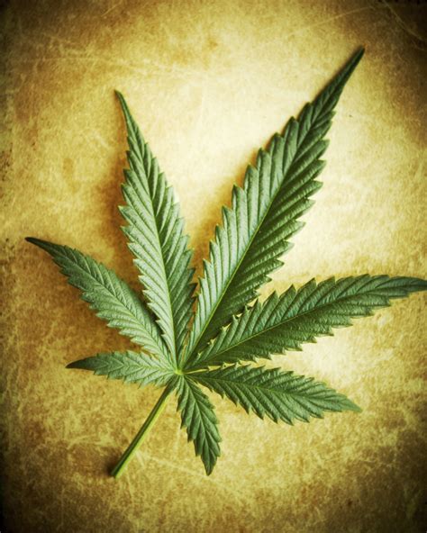 The Iconic Symbol of Cannabis: Exploring the Versatile Weed Leaf