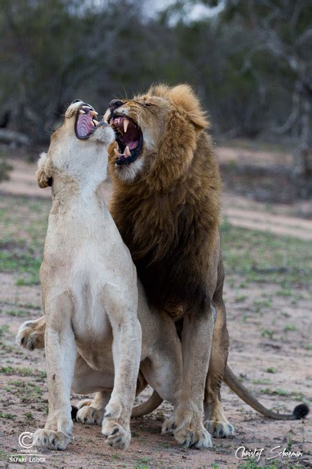 Video: lions on honeymoon! - Africa Geographic