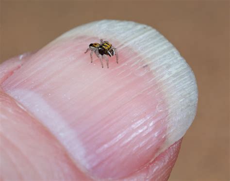 The Amazing Mating Dance of the Peacock Spider | Live Science