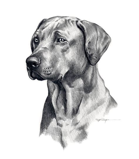 RHODESIAN RIDGEBACK Dog Pencil Drawing Art Print by Artist DJ - Etsy