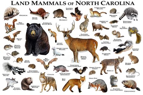 Mammals of North Carolina Poster Print / North Carolina | Etsy