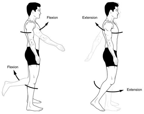 Les mouvements de flexion et d'extension sont des mouvements de courbure dans un plan sagittal ...