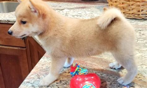 Shiba Inu Adoption