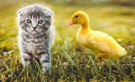 duckling playing with a cat | Kitten, Ducklings, Cats