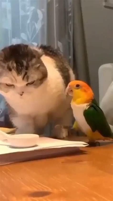 Bird #animal #animals #pet #humor #funny #memes #cat #cats #kitty #meo… | Immagini divertenti di ...