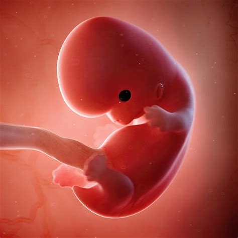 Fetal Development At 5 Weeks