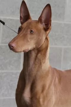 Pharaoh Hound vs Italian Greyhound - Breed Comparison