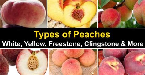 Types of Peaches: Freestone, Clingstone and More Stone Types