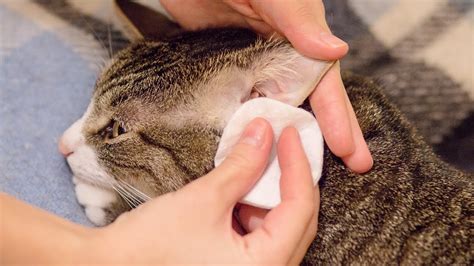 How To Clean A Cat's Ears – HousePetsCare.com