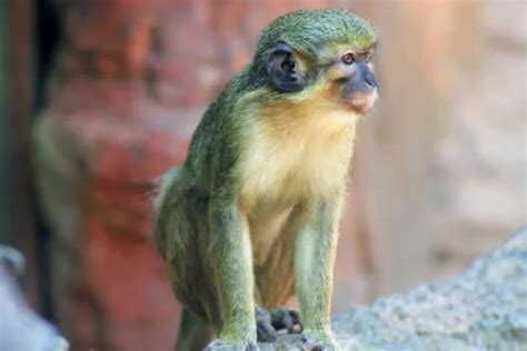 Smallest Monkey Breed: 14 Smallest Monkeys in the World (2023)