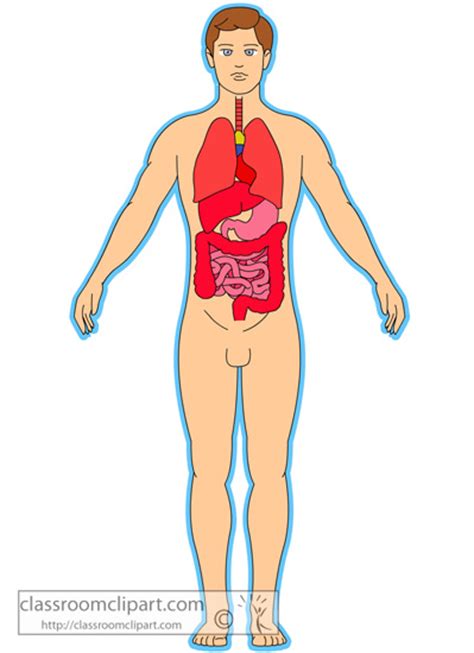 Anatomy Clipart - anatomy_human_body_organs - Classroom Clipart