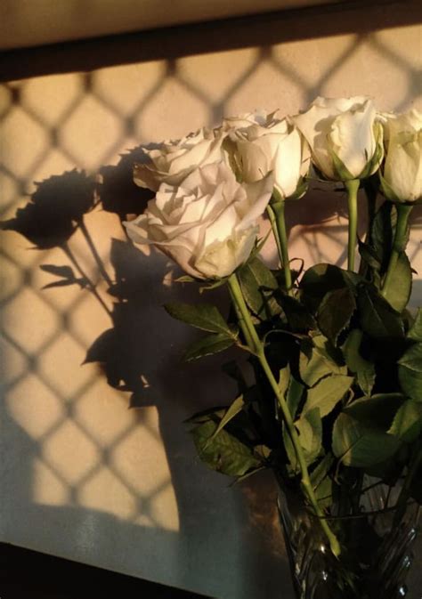 Aesthetic White Roses | Rosen hintergrundbilder, Weiße blumen, Blumen hintergrund iphone