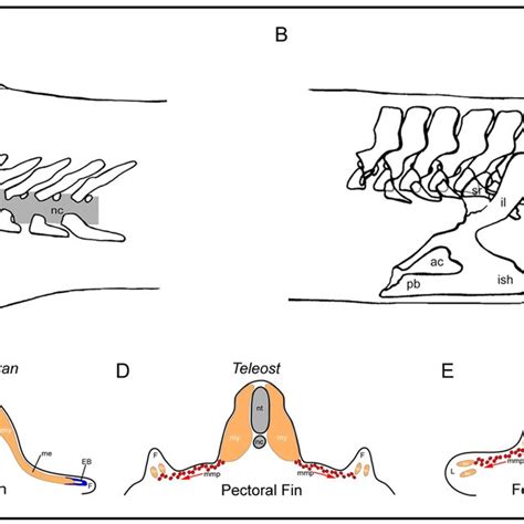 Pelvic fin muscle formation in the chondricthyans. Pelvic fin muscle ...