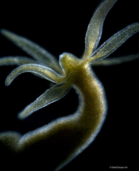 Wildlife & Nature Blog: Immortal Jellyfish & Freshwater Hydra - Capable of Endless Regeneration