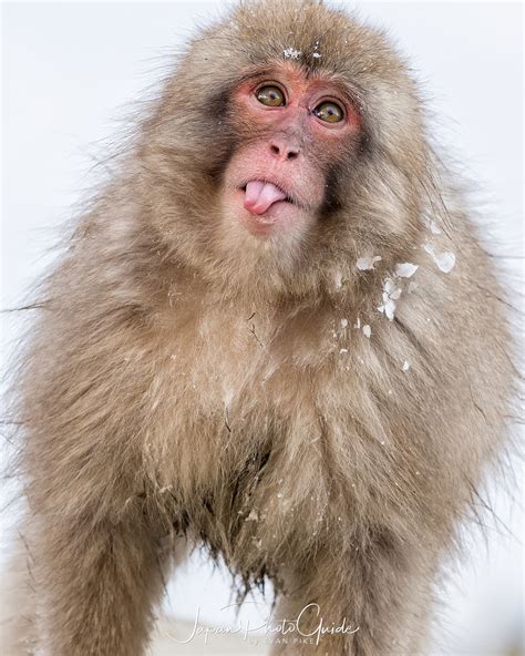 The Snow Monkeys Are Native To Japan - Nada Tallie