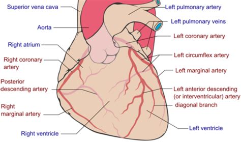 Coronary Artery - Physiopedia