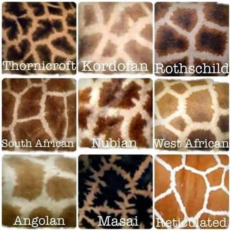 giraffe patterns - Saving Wild