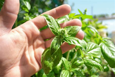 Basil Plant Care: How to Grow, Harvest and Tend to Your Basil Herb