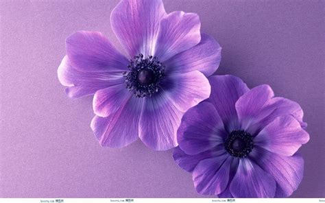 🔥 Download Cute Purple Background by @thale79 | Cute Purple Wallpapers, Backgrounds Purple ...