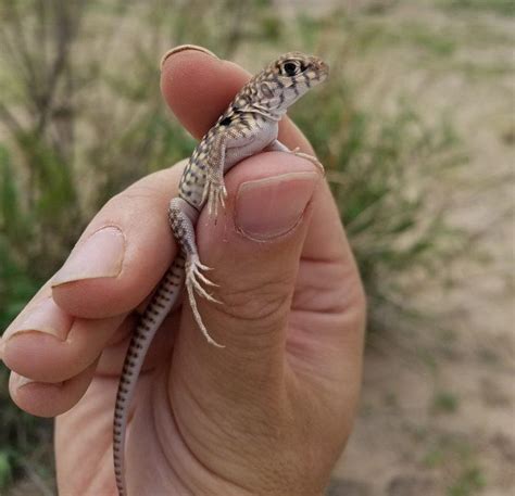 Desert Iguana – Facts, Size, Habitat, Pictures