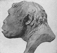 PaleoAnthropo: Homo erectus, su historia
