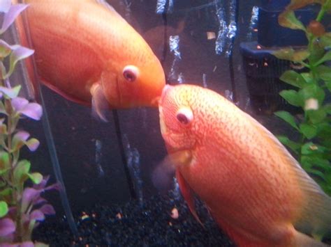 beautiful fresh water tropical fish called "Kissing Gourami" | Aquarium fish, Fish, Tropical fish