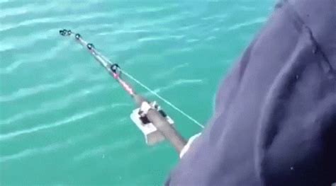 Fisherman GIF - Find & Share on GIPHY