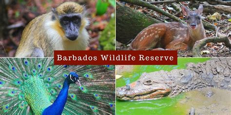 Barbados Attractions: Barbados Wildlife Reserve