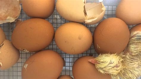 Chickens Hatching (Time Lapse) - YouTube