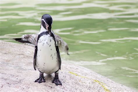 Newquay Zoo in Cornwall Video – Amanda Ferris