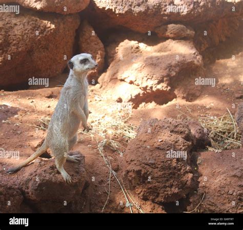 Typical alert meerkat pose Stock Photo - Alamy