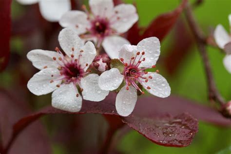 Close Up View of Attractive White Purple Leaf Sand Cherry Flowers with Misty Rain Drops Stock ...