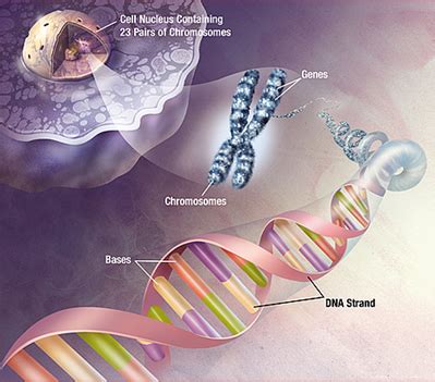 Plant Life: DNA in Plants