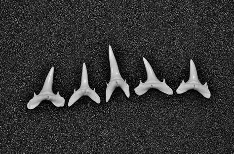 Sand Tiger Shark teeth | Five teeth from a sand Tiger shark,… | Flickr