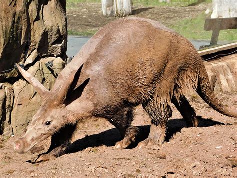 Aardvark | Blackpool Zoo