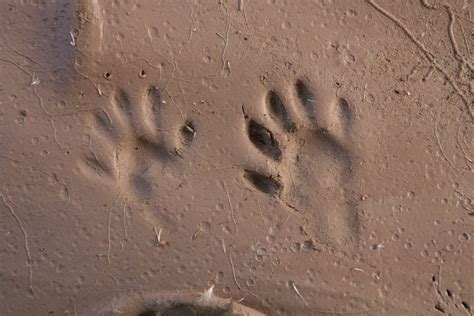 Getting Started Identifying Animal Tracks – NatureTracking